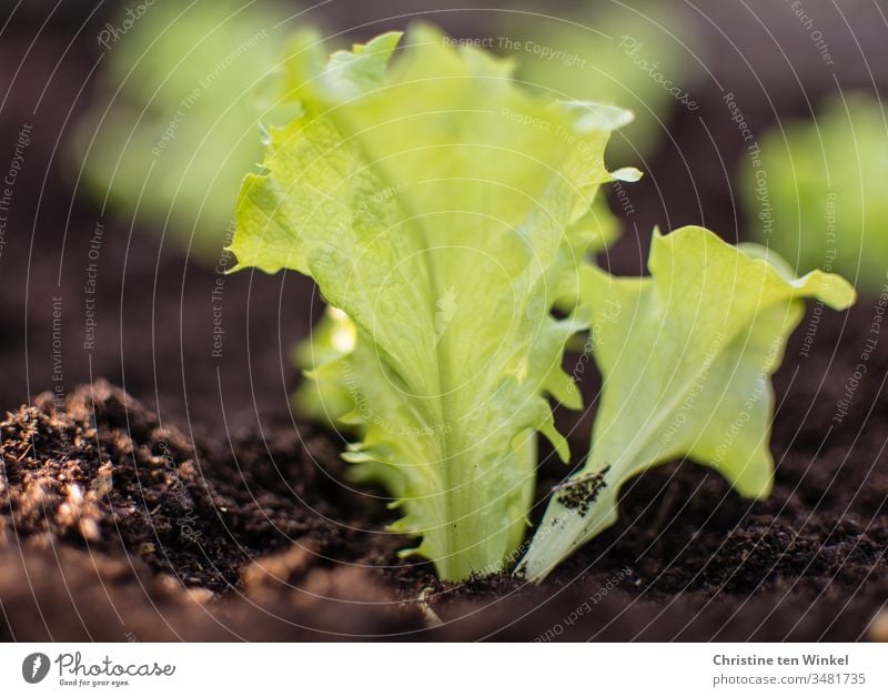Salad plants in fresh soil in the bed Lettuce Salad leaf salad plant Garden Bed (Horticulture) Spring Gardening Nature Green Brown Plant Earth