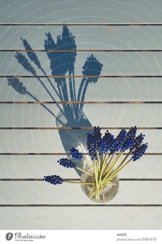 compartments Muscari Vase Small view from above Table Metal lines Shadow Sunlight Spring small blue Colour Guide Flower Colour photo Plant Deserted Blue Blossom
