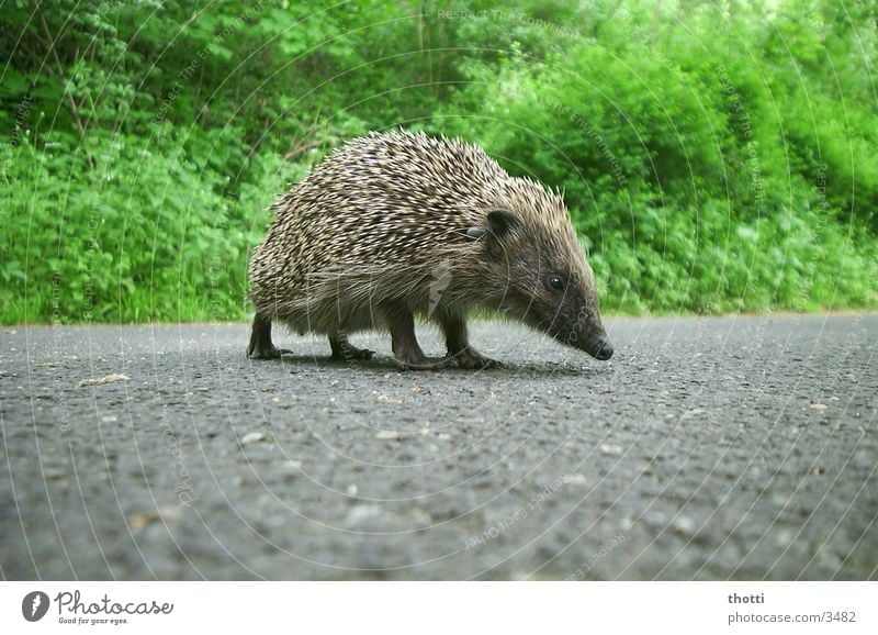 hedgehogs Hedgehog Green Dangerous Animal Asphalt Street Threat