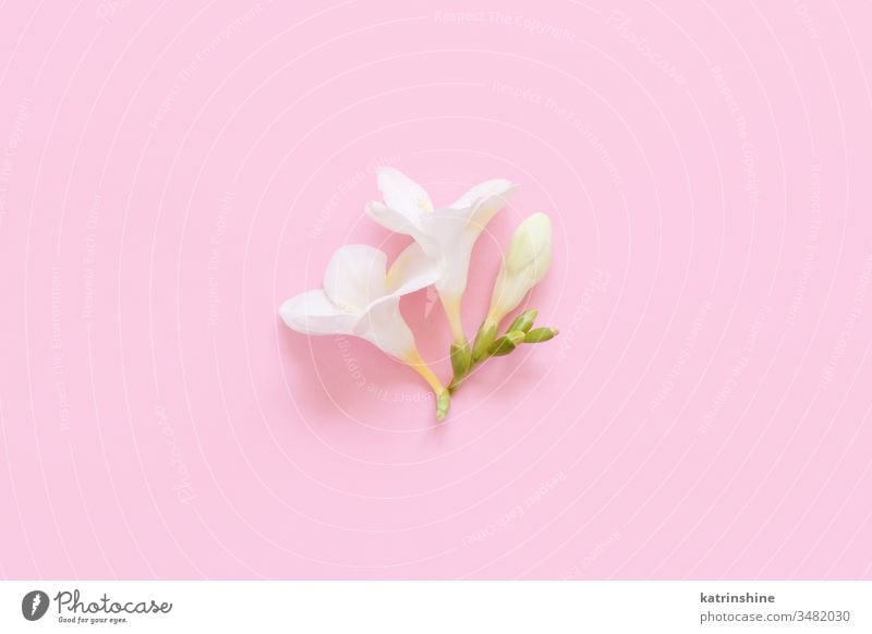 White fresia flower on a light pink  background white spring romantic pastel flat lay composition roses top view above concept creative day decoration design