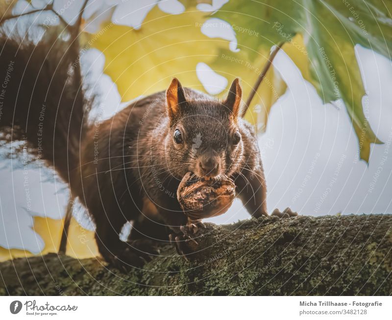 Squirrel with nut in mouth sciurus vulgaris Animal face Head Eyes Muzzle Ear Paw Claw Pelt Nut To feed To hold on Wild animal Beautiful weather Sunlight Nature