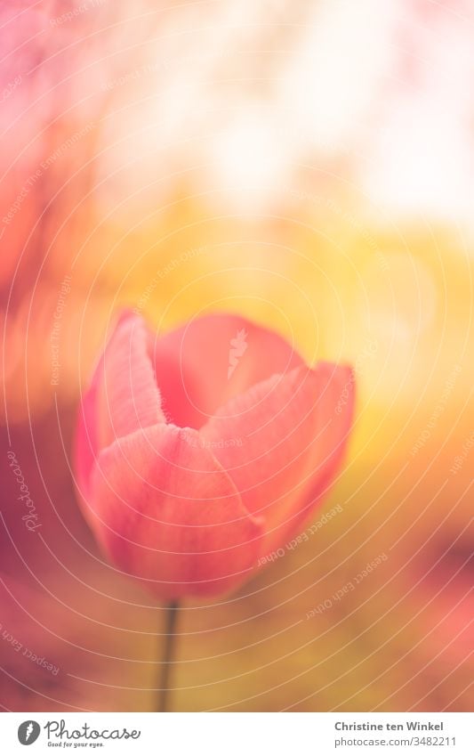 Flower of a tulip as painted in pink/orange/yellow with shallow depth of field Tulip Tulip blossom Spring flower Nature Plant bulb flower Spring fever