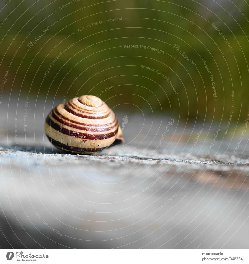 Schneggenhäusle Environment Nature Animal Wild animal Snail 1 Snail shell Stone Authentic Small Natural Round Multicoloured Colour photo Exterior shot Close-up