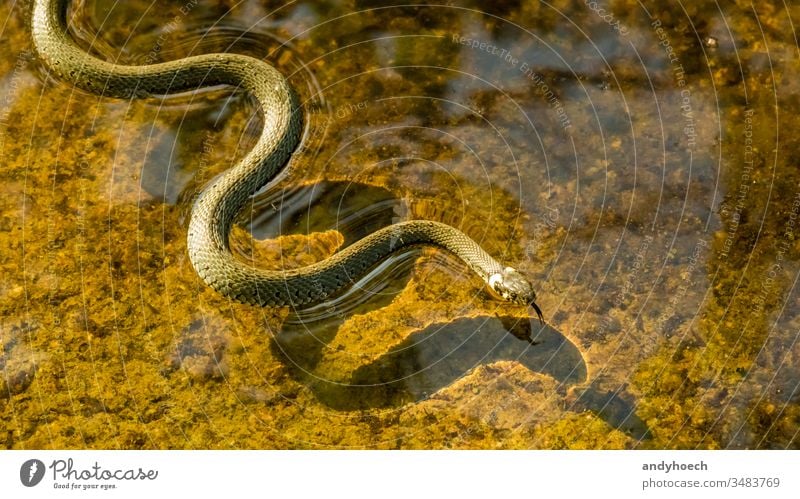 A snake swims in the water adder animal animals biting close-up danger dangerous exotic fast grass green gyrose head isolated locomotion Natur orange outdoors