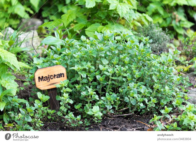 Marjoram in a natural way beet bush caption cultivation eco farming food Fotolia fresh garden green healthy herb herbary homemade label marjoram mediterranean