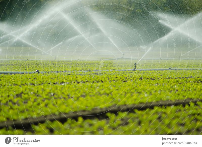 Green field is blown up with lots of water Field Cast Water green Fresh Blow up Motion blur Irrigation Foliage plant irrigation civilized wax Sprinklers System