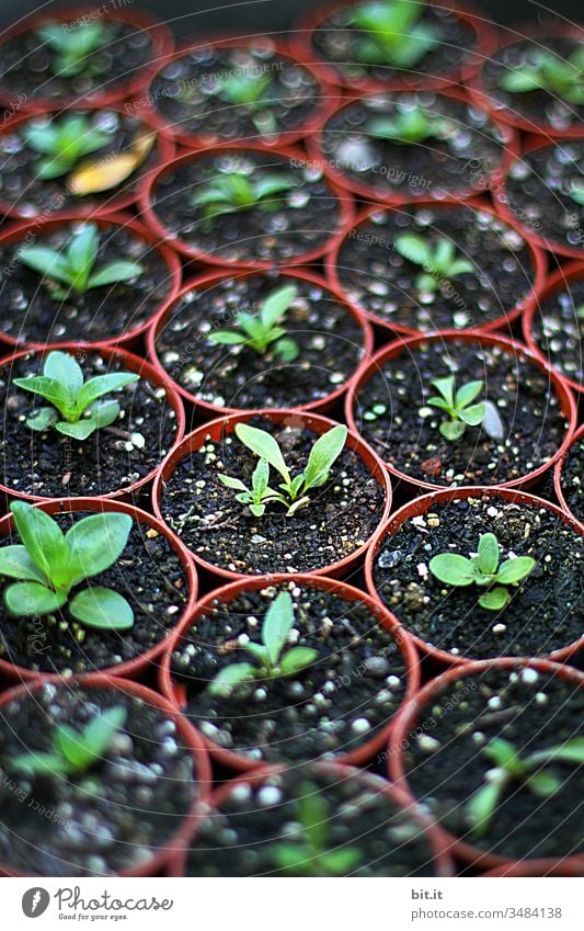 young seedlings in pots Sowing flowerpots Garden Gardening Seed Plant Spring Fresh Vegetable Natural Green Field Ground Leaf Sprout Earth Agriculture Nature