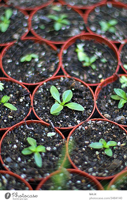 small seedlings in pots Sowing Field Agriculture Green Earth Plant Nature Harvest Spring Growth Brown Ecological Environment Nutrition self-catering Balcony