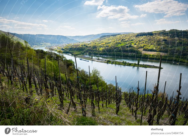 View over green vineyards on the Mosel, which are beginning to sprout Freedom panorama Environmental protection Climate protection Appealing enjoyment To enjoy