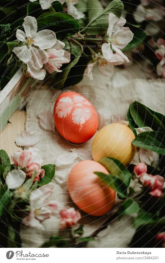 Easter eggs and apple tree flowers colorful background food nature decoration tradition season white petal beautiful spring holiday happy pink symbol fun