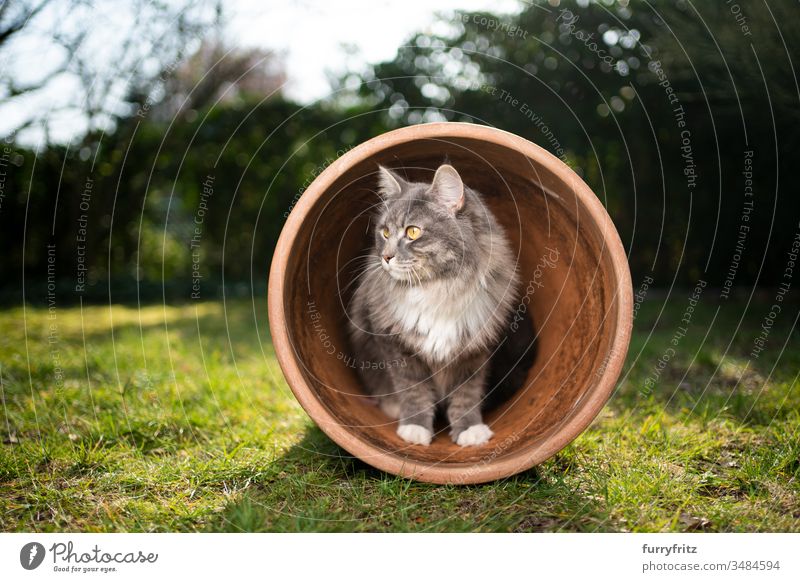 curious Maine Coon cat in a flower pot Cat pets One animal purebred cat Longhaired cat maine coon cat White blue blotched Outdoors Green Lawn Meadow Grass