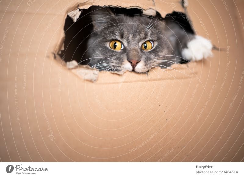 playful cat looks out of a hole in the box Cat pets One animal purebred cat Longhaired cat maine coon cat White blue blotched Fluffy Pelt feline Copy Space