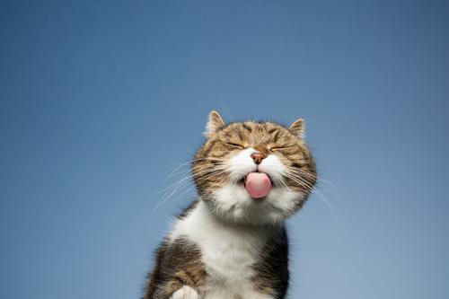 British shorthair cat licks a window pane in front of a blue sky Cat pets One animal purebred cat shorthaired cat British Shorthair tabby White Outdoors feline