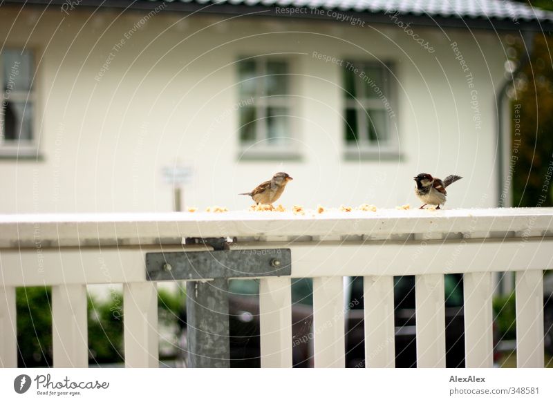 Walk - Passer domesticus Bread Crumbs Deserted Songbirds Sparrow Passerine bird 2 Animal Wood Metal To feed Feeding Brash Wild Brown White Together