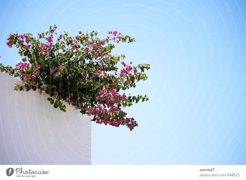 mauerBLÜMCHEN Plant Summer bourgainville Wall (barrier) Wall (building) Blossoming Fresh Blue Pink Exotic Vacation & Travel Idyll Sky Colour photo Exterior shot