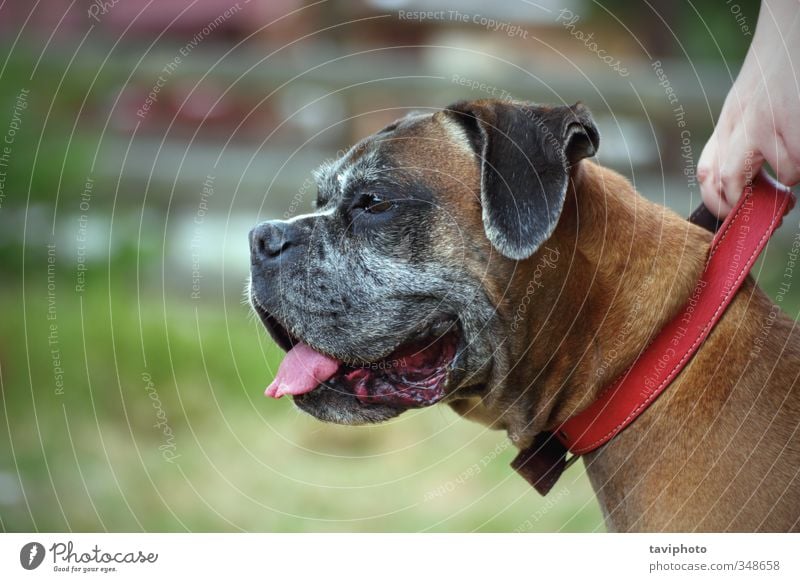 portrait of a boxer breed Beautiful Woman Adults Friendship Nature Animal Pet Dog Cute Brown Red big doggy Domestic Delightful Purebred Lovely guardian Defend