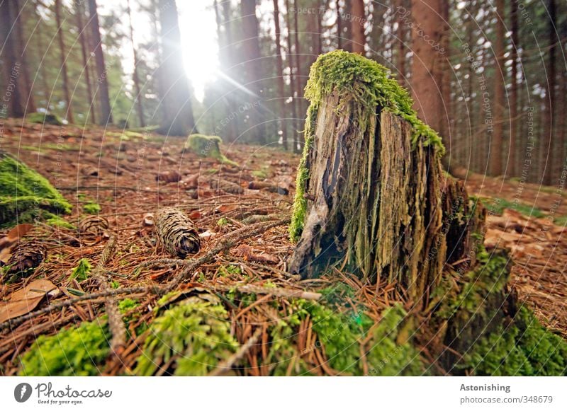 the last rest of the tree Environment Nature Landscape Plant Earth Sky Sun Sunlight Spring Weather Beautiful weather Warmth Tree Moss Leaf Forest Wood Stand