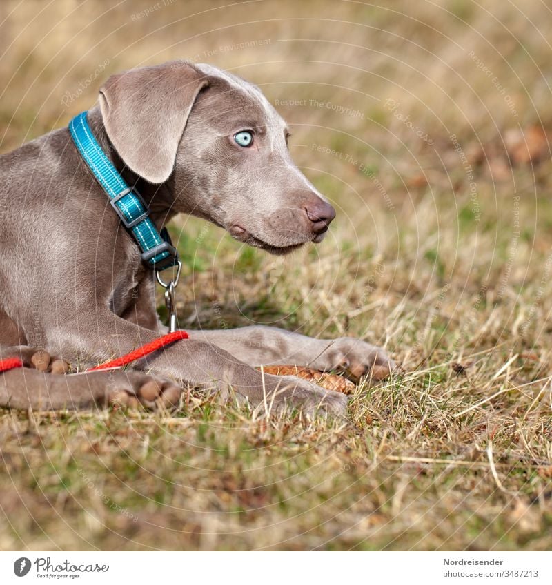 Weimaraner puppy with blue eyes on a meadow Puppy Dog Pet Animal Brown pretty Hound portrait Purebred Hunting Language Grass youthful joyfully Mammal Romp Small