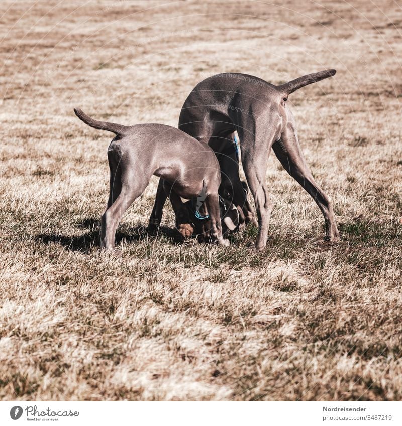 Two Weimaraner hunting dogs puppy and young dog play on a meadow Puppy Dog pointer dog male Pet Animal pretty Hound portrait Purebred Hunting two Grass youthful