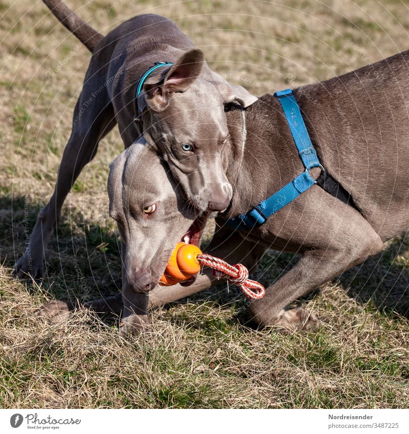 Two Weimaraner puppy and young dog fight over a toy Puppy Dog pointer dog male Pet Animal pretty Hound portrait Purebred Hunting two Grass youthful joyfully