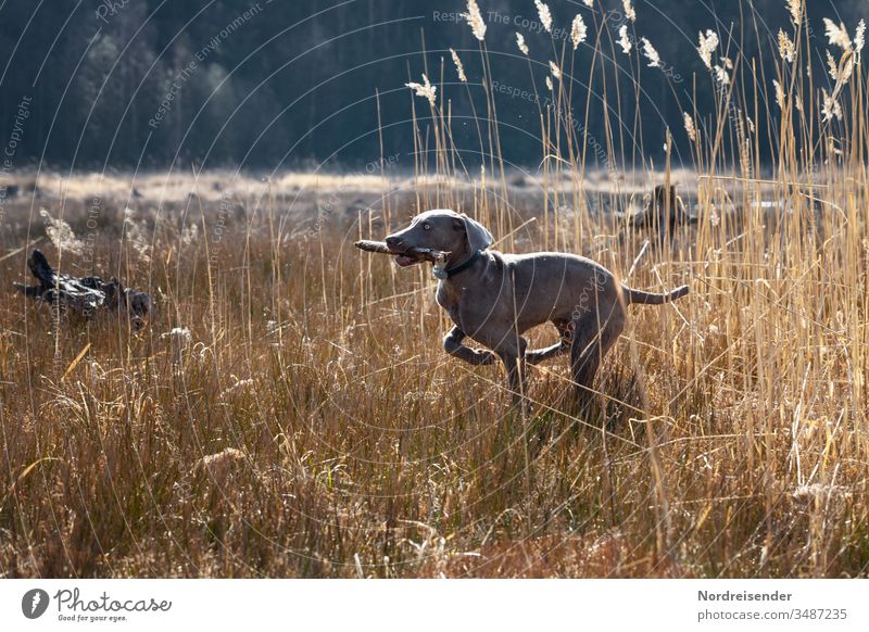 Weimaraner puppy on a journey of discovery Puppy Dog Pet Animal young dog Water pretty Hound portrait Purebred Hunting Forest Grass youthful joyfully Mammal