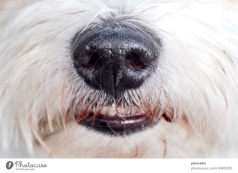 immer nur lächeln Hund Malteser Zähne Fell Bart weiß Hundenase Nahaufnahme