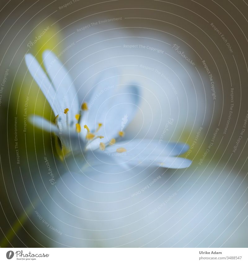 White flower of the chickweed ( Stellaria ) Shallow depth of field blurriness Neutral Background Isolated Image Copy Space bottom Copy Space top