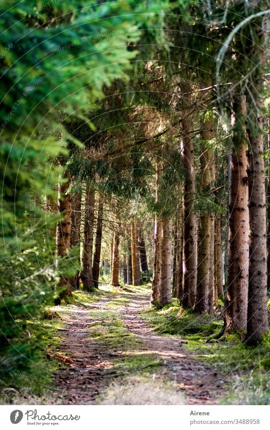 Forest, always recreation for the soul Lanes & trails Sunlight green Loneliness Calm Brown Coniferous trees Coniferous forest Hiking Going Beautiful weather