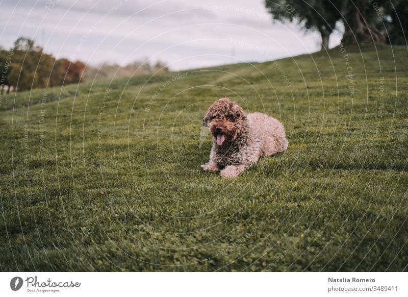 A beautiful water dog is lying down in the meadow. It is waiting for something and It is very attentive. It has a beautiful brown fur. It is a cloudy day.