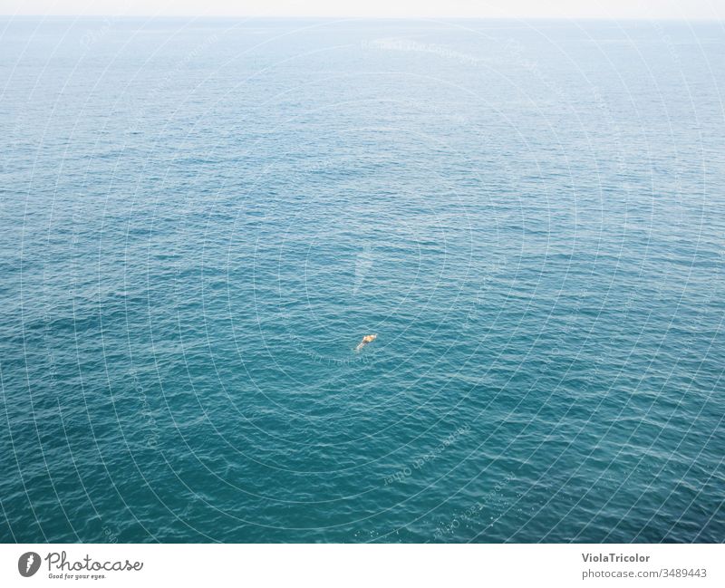 lonely swimmer in wide blue sea, view from diagonal above be afloat Ocean Water on one's own Lonely Free gap Freedom Sports Aquatics Blue Horizon vacation