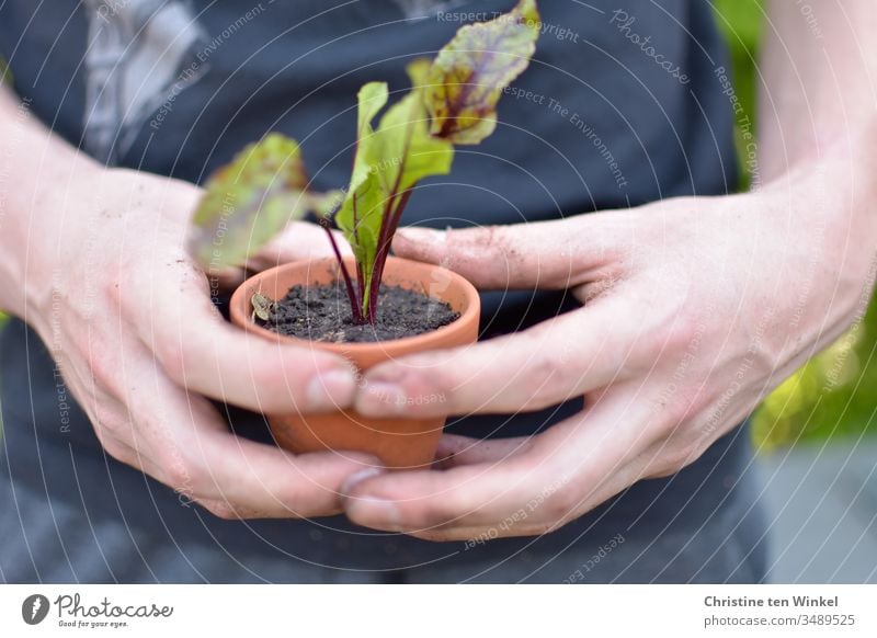 Beetroot plant in a clay pot, held by a young man Vegetable plant beetroot little plant young vegetables Gardener plants Garden Bed (Horticulture) plant pot