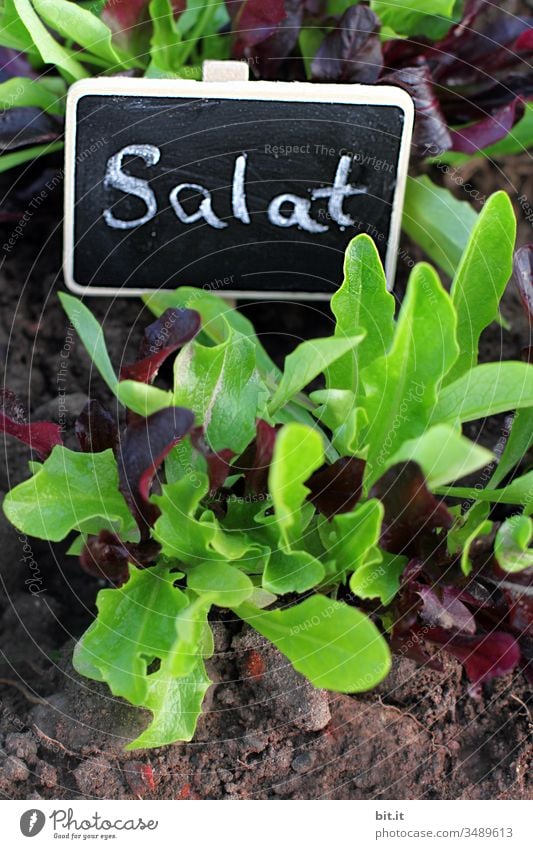 now we have the salad Lettuce Nutrition Green Vegetable Fresh Healthy Sowing Organic produce Garden Bed (Horticulture) Nature Plant Natural wax Flourish