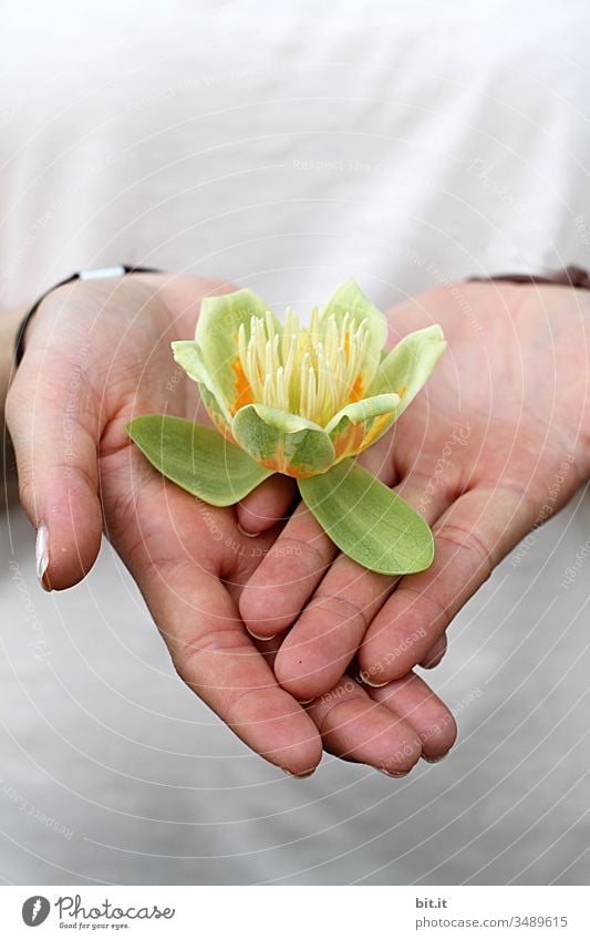 Carry on hands. Flower Flowering plant Blossom Hand stop Plant Nature Blossom leave Blossoming Spring Green Beautiful Summer Garden Close-up Yellow Bud bud