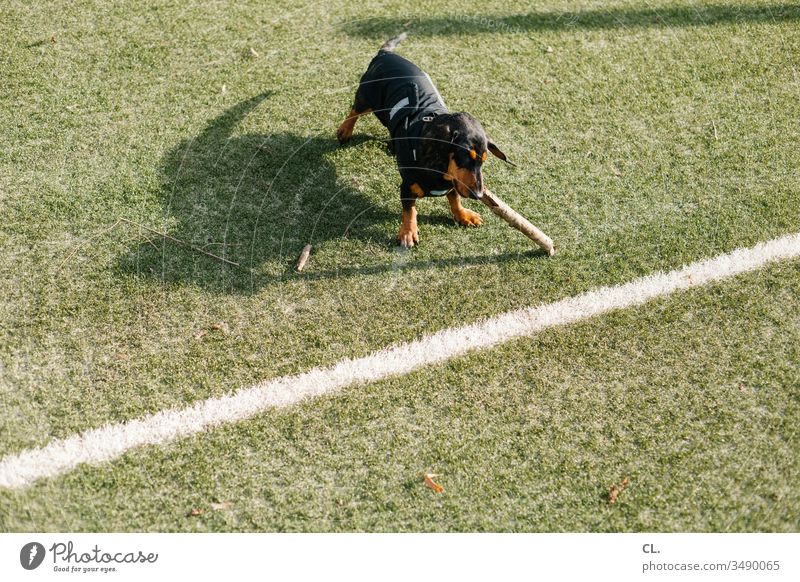 a dachshund playing with a stick Dog Dachshund Playing Stick little stick Animal Pet Cute Joy Love of animals Lawn Football pitch Line 1 Deserted fun Toys