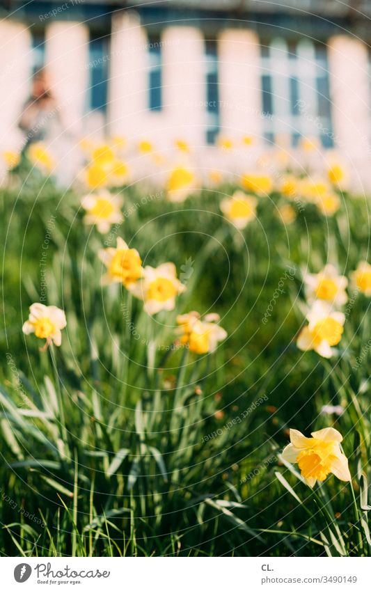 daffodils Flower Flower meadow Narcissus Meadow Yellow Grass Spring Easter Blossom Green Nature Plant Blossoming Deserted Garden Day Shallow depth of field