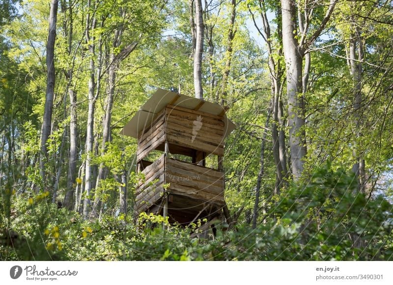 High seat for hunters in the forest Forest Hunting Blind Hunter hunter's seat hunter's hut Green Nature trees deciduous trees Holtzhütte Landscape Exterior shot
