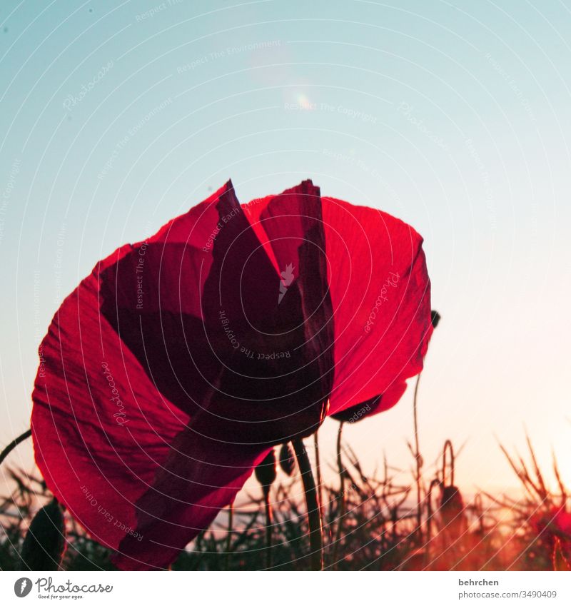 for a nice mo(h)nday evening Blossom leave Dusk Twilight Sky Deserted Environment Warmth Wild plant Colour photo Exterior shot Poppy field Red Plant Nature