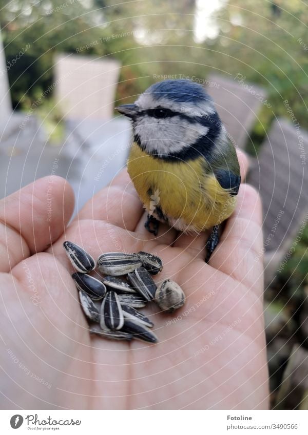 Rescued and fed - or a little blue tit, which I rescued from the claws of my cat. For refreshment there are a few grains left. Tit mouse Bird Exterior shot