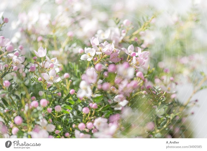 Fragrant star ( Boronia anemonifolia ) flowers Pink White Fragrant starlet bokeh Flowers tender Delicate Beautiful Bright Lovely Elegant Dreamily meditative