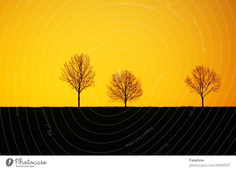 The 3 in the sunrise - a picture with 3 trees in the typical sunrise colours orange and black Sunrise Morning Dawn Tree Landscape Nature Exterior shot Deserted