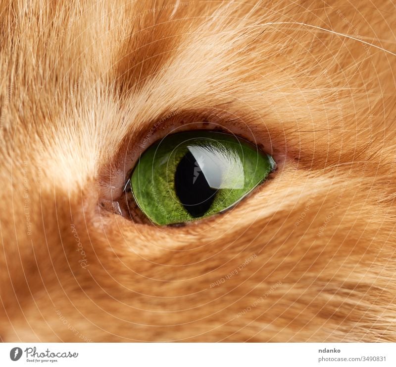 open green eye of a red cat, macro adorable adult animal background brown closeup cute detail domestic eyes face feline fluffy fur ginger hair head kitty male