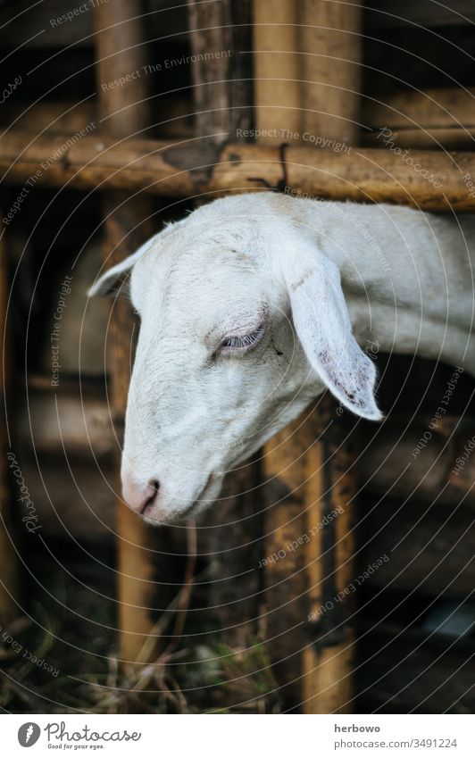 picture of goat in the cage Goats animal livestock mammal farm animal portrait beautiful animals fenced in enclosure livestock breeding cattle breeding
