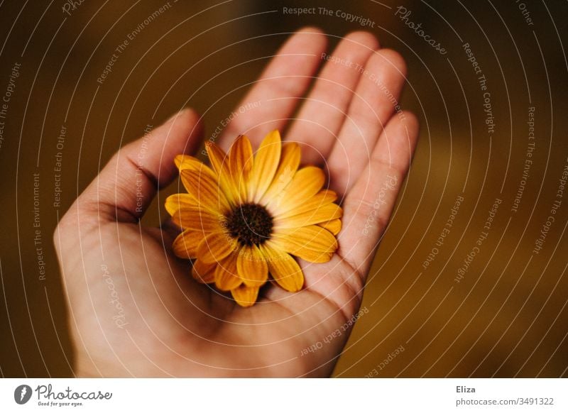 A man holding an orange blossom flower in his hand; cape basket, cape daisy flowers bleed Cape basket Human being by hand marguerite Orange Retro Brown tones