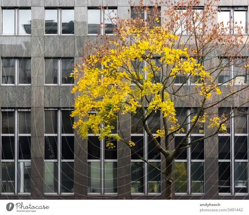The tree in the autumn dress in front of the facade of marble architecture Background black boundary building building exterior Business city cityscape color