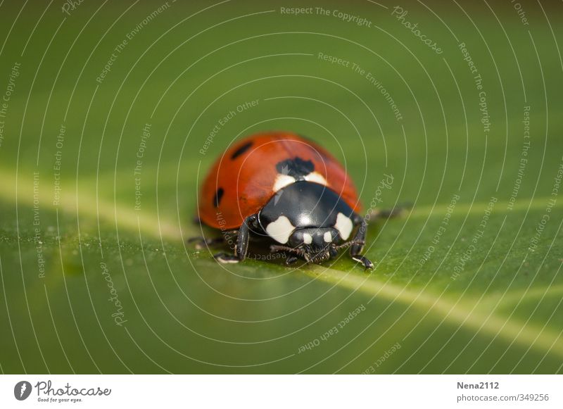 Follow the line Environment Nature Animal Spring Summer Autumn Plant Leaf Garden Park Meadow Field Forest Beetle 1 Crawl Small Ladybird Red Green Polka dot Line