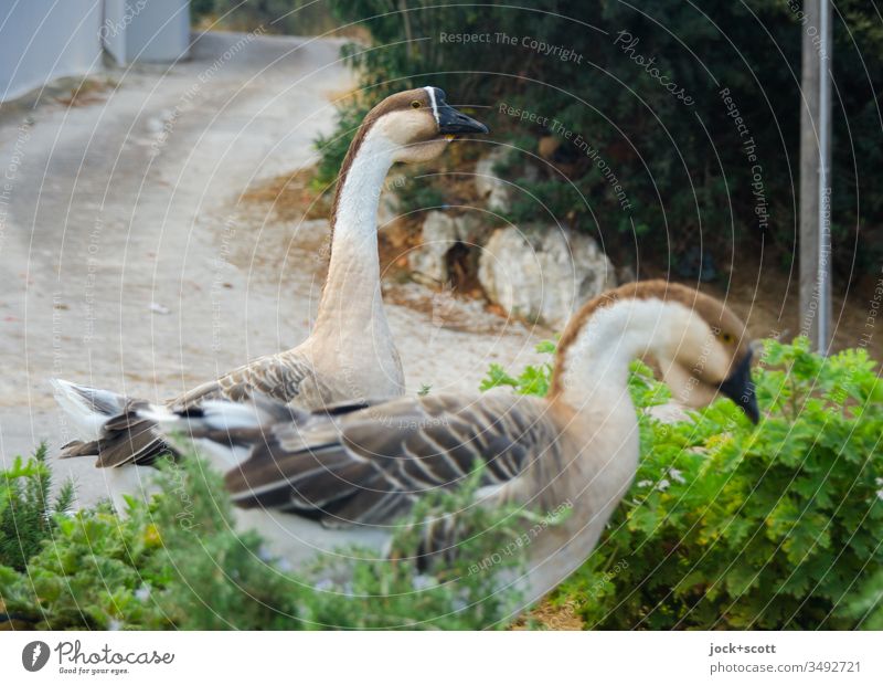 All in Hellas Free-living Euboea Street life Idyll Authentic Lanes & trails Animal portrait 2 Subdued colour geese Environment Nature Free-roaming Serene