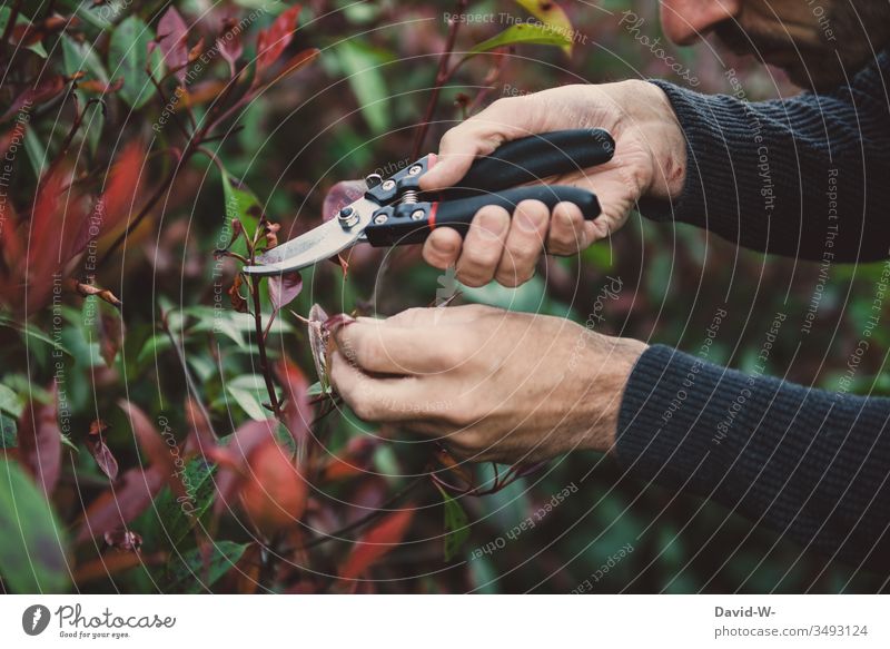Pruning - cutting plants with garden shears pruning shears backcut Hedge shears Gardening Abbreviate Branch Autumn hands