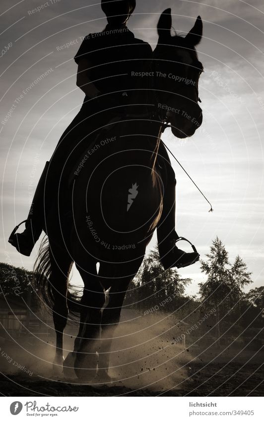 The Black Rider Adventure Equestrian sports Human being 1 Nature Landscape Sky Tree Animal Horse Sports Gallop Walking Dusty Riding stable Jodhpurs Dusk Whip