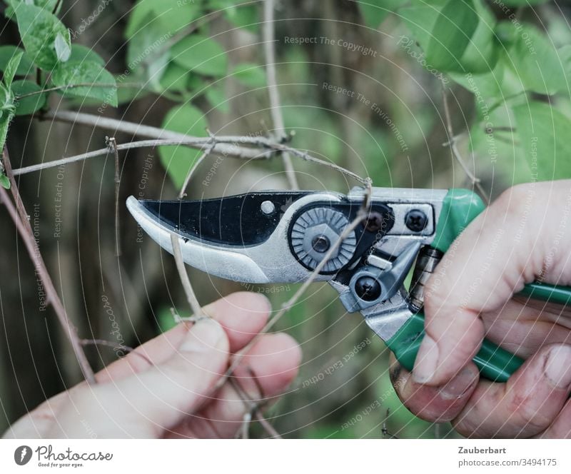Garden shears when cutting a branch pruning shears Hand Twig Leaf Gardening Green prune Plant Growth Spring