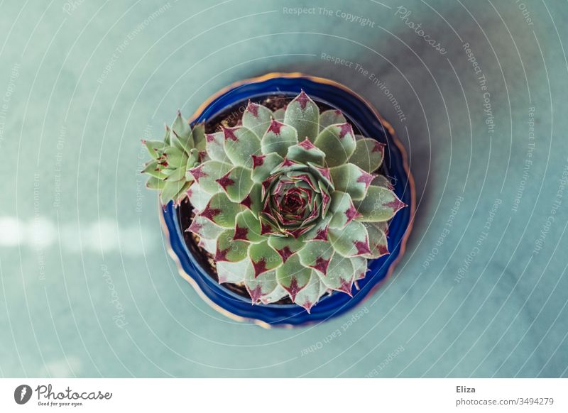 houseleek succulent with small child from bird's eye view on blue background Kindel augmentation discarded Bird's-eye view saucers plants ornamental already